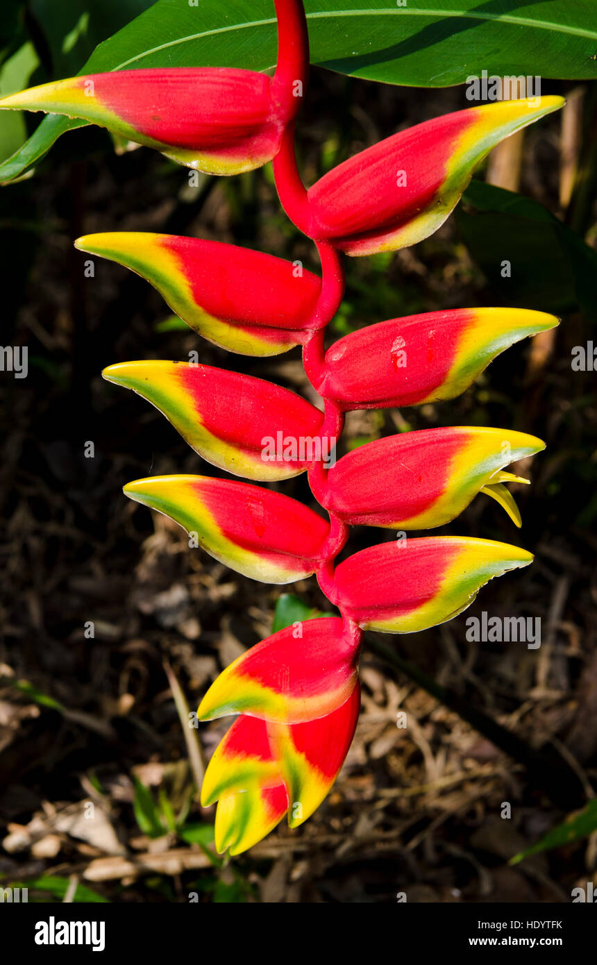 Heliconia Rostrata Lobster Claw Balisier, Waimea Valley Audubon Park, North Shore, Oahu, Hawaii. Banque D'Images