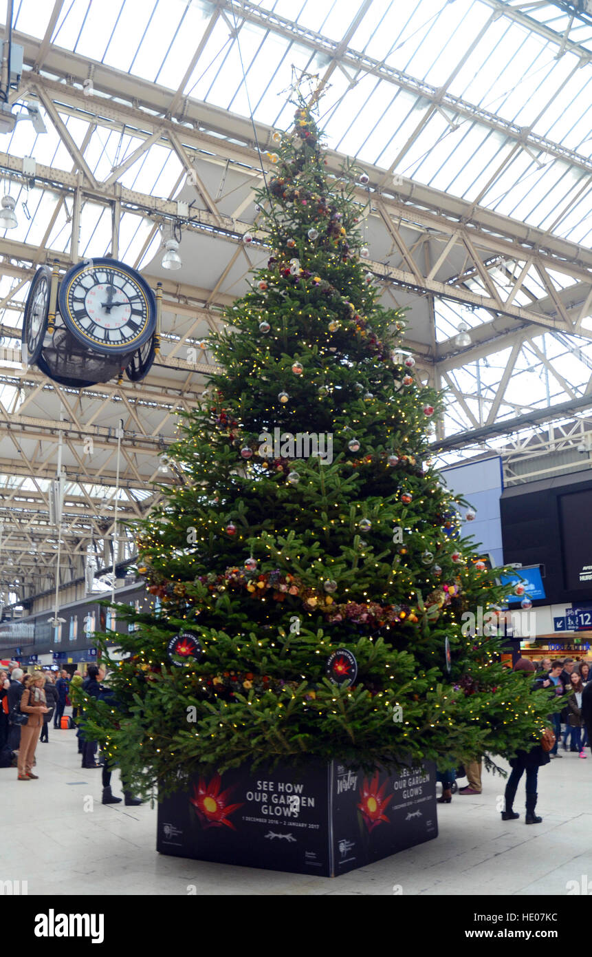 Londres, Royaume-Uni. 14Th Dec 2016. Hospice flash mob dans la gare de Waterloo à chanter sur un chanteur de Trinity Hospice dans le hall de gare à côté de l'arbre de Noël. Credit : JOHNNY ARMSTEAD/Alamy Live News Banque D'Images