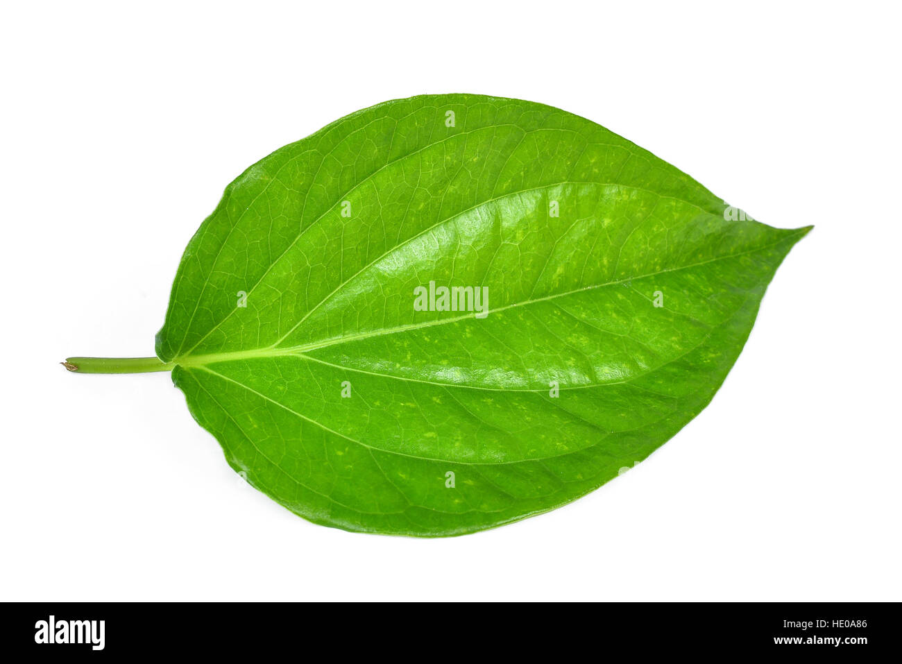 En forme de coeur vert feuille de bétel isolated on white Banque D'Images