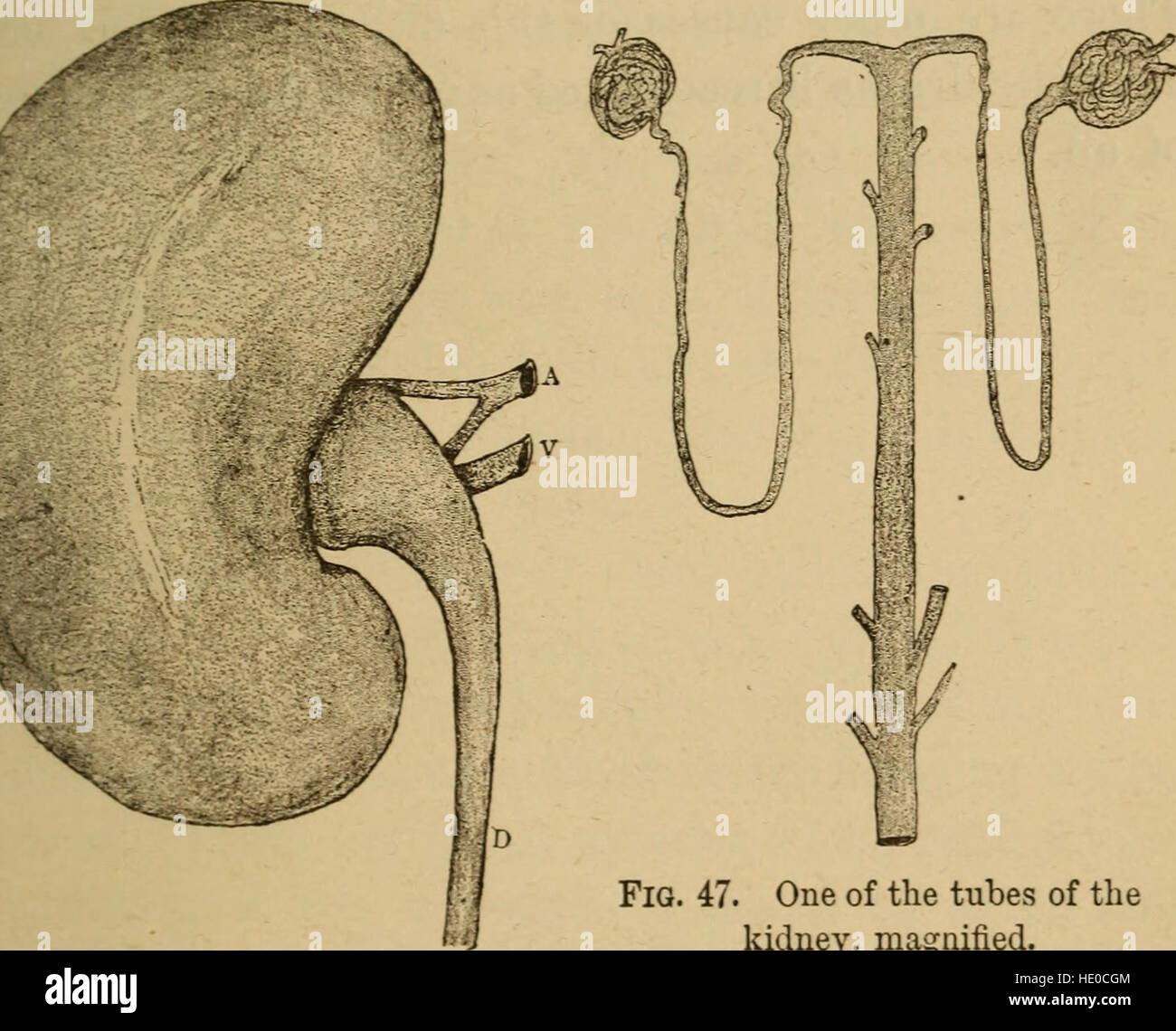 Un corps en bonne santé. Un manuel de l'anatomie, la physiologie, l'hygiène, l'alcool et des stupéfiants. Pour une utilisation dans des grades intermédiaires dans les écoles publiques et privées (1889) Banque D'Images