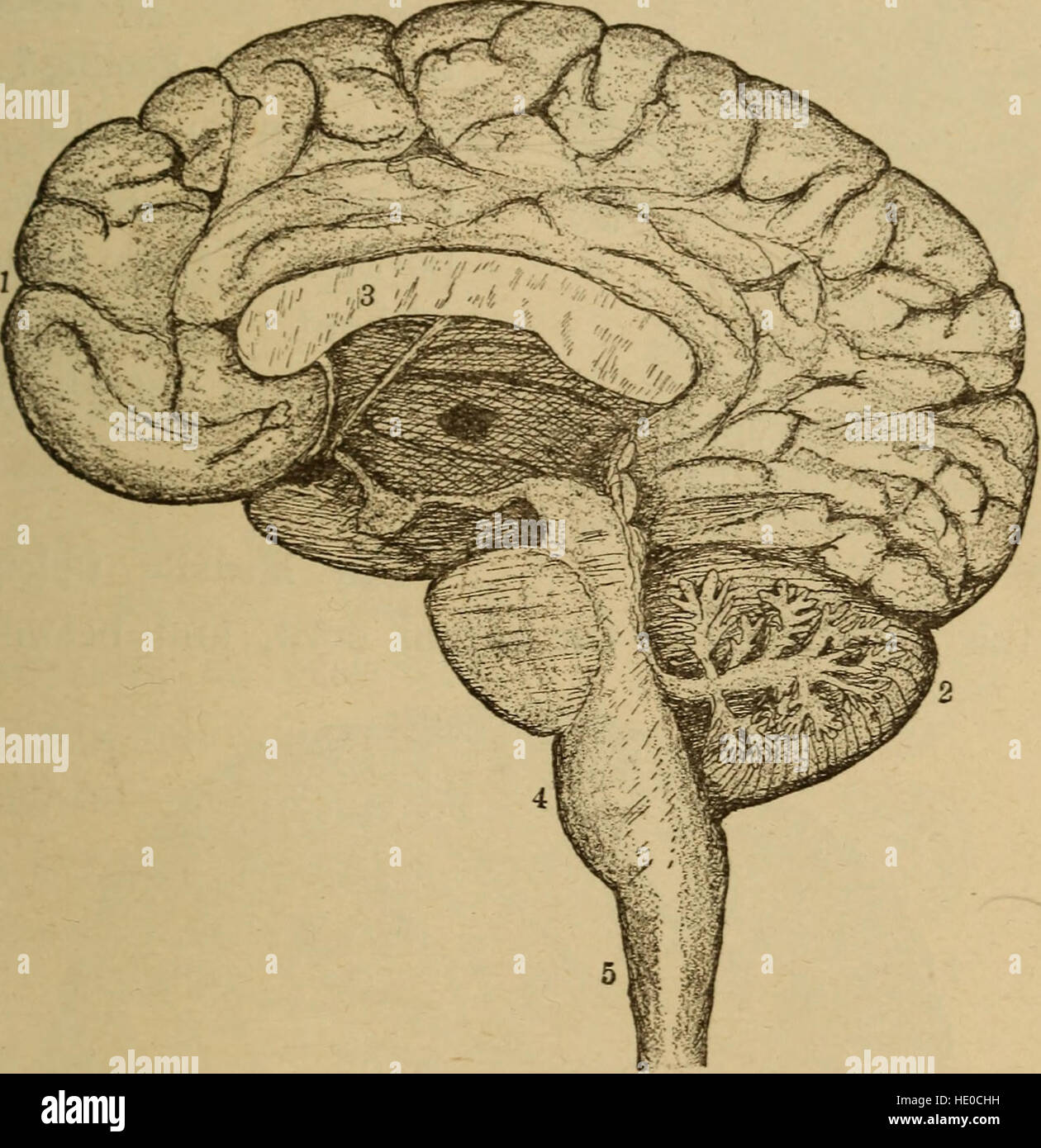 Un corps en bonne santé. Un manuel de l'anatomie, la physiologie, l'hygiène, l'alcool et des stupéfiants. Pour une utilisation dans des grades intermédiaires dans les écoles publiques et privées (1889) Banque D'Images