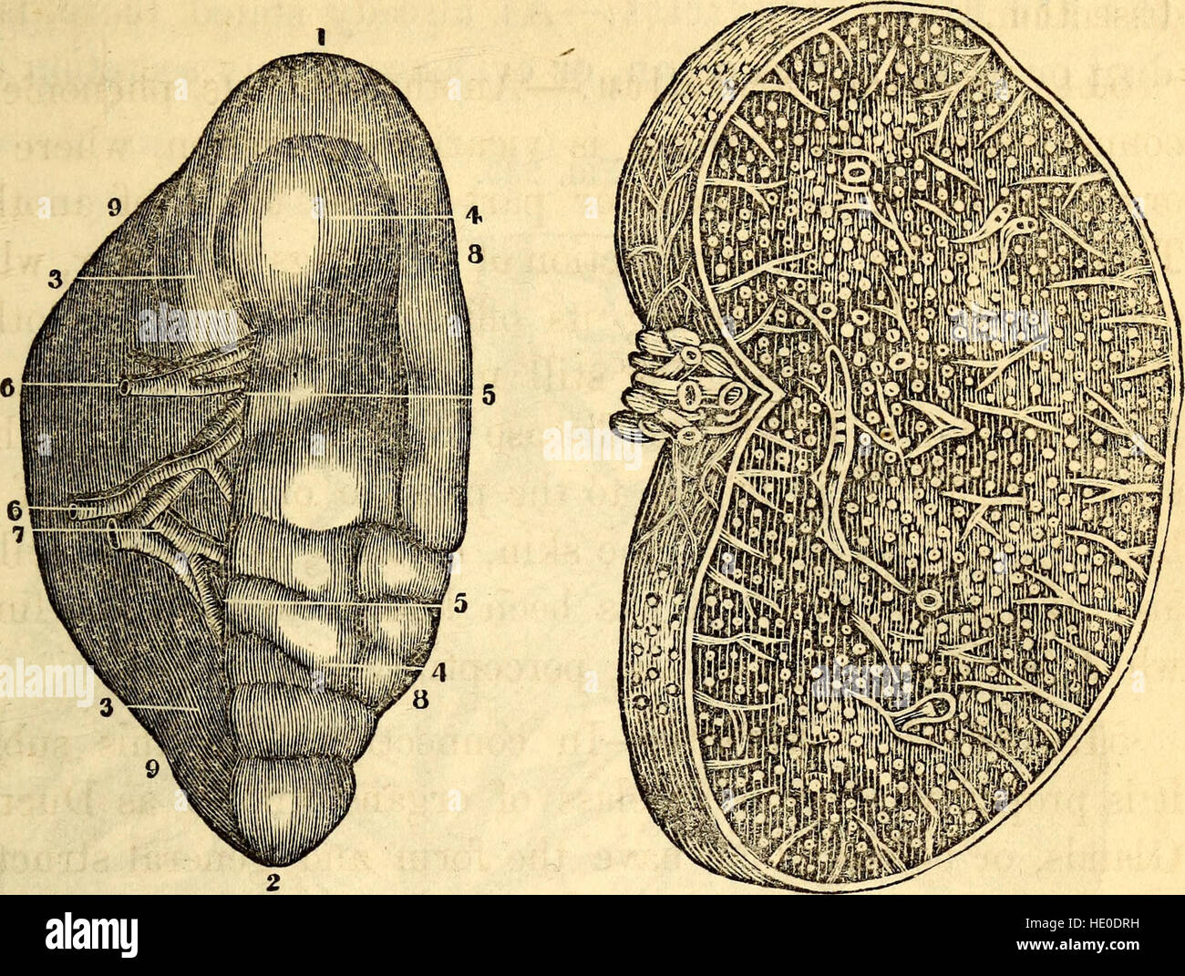 Ce manuel de 1869 sur l'anatomie et la physiologie élémentaires est conçu pour les établissements d'enseignement. Il offre des connaissances fondamentales sur la structure et la fonction du corps humain, destinées aux étudiants des collèges et académies. Banque D'Images
