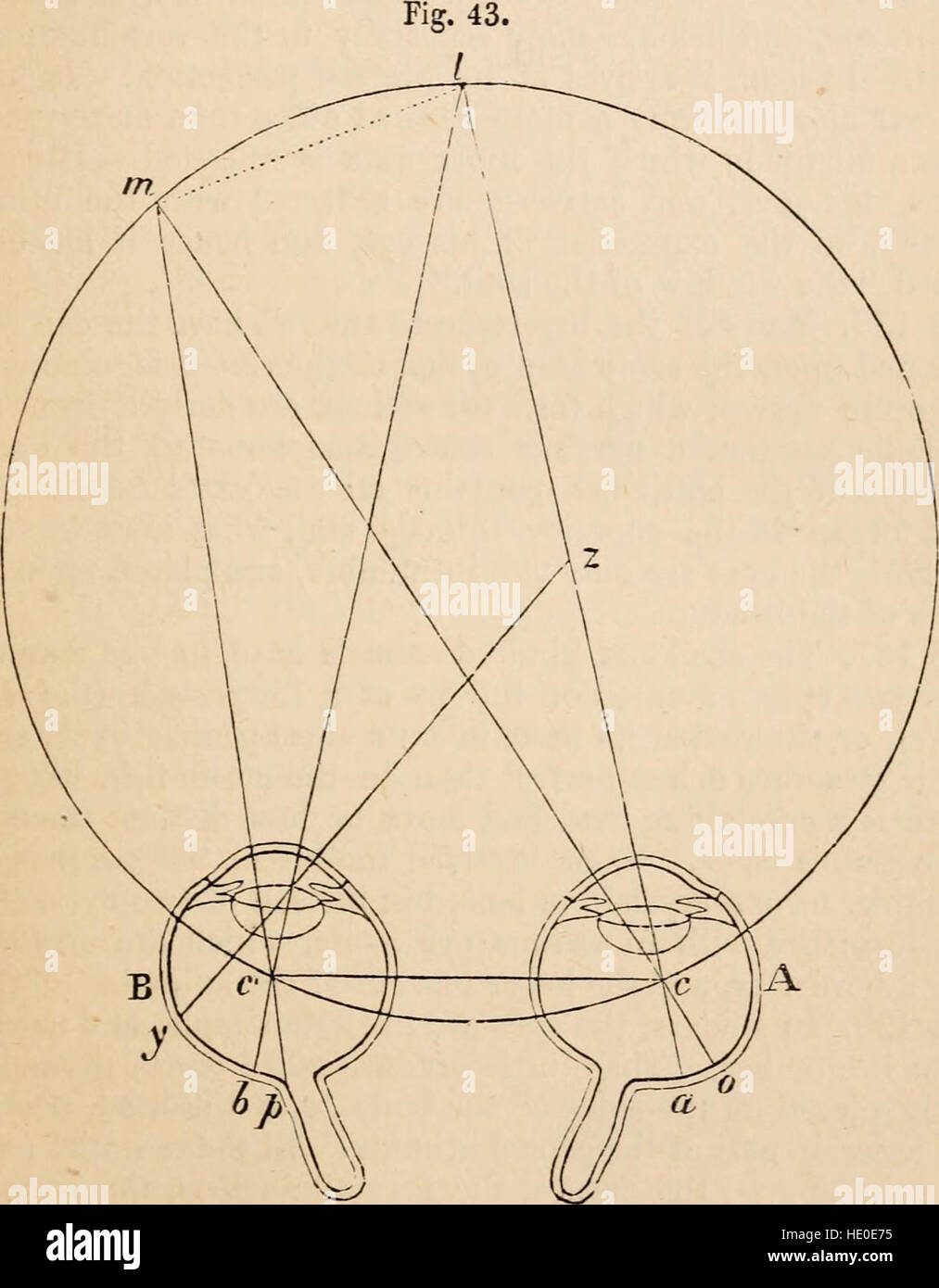 Ce travail de 1870 donne un aperçu de la physiologie comparée, en se concentrant sur la structure et le développement des espèces animales vivantes et éteintes. Il est destiné à un usage éducatif, offrant des connaissances sur la biologie animale pour les étudiants et les chercheurs. Banque D'Images