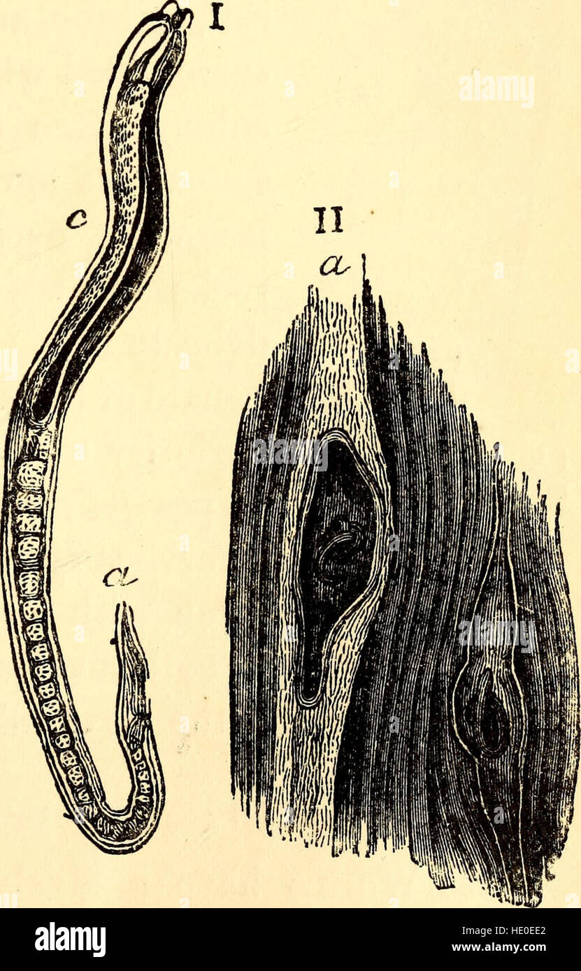 Comparative Zoology, structurel et systématique - pour une utilisation dans les écoles et collèges (1883) Banque D'Images