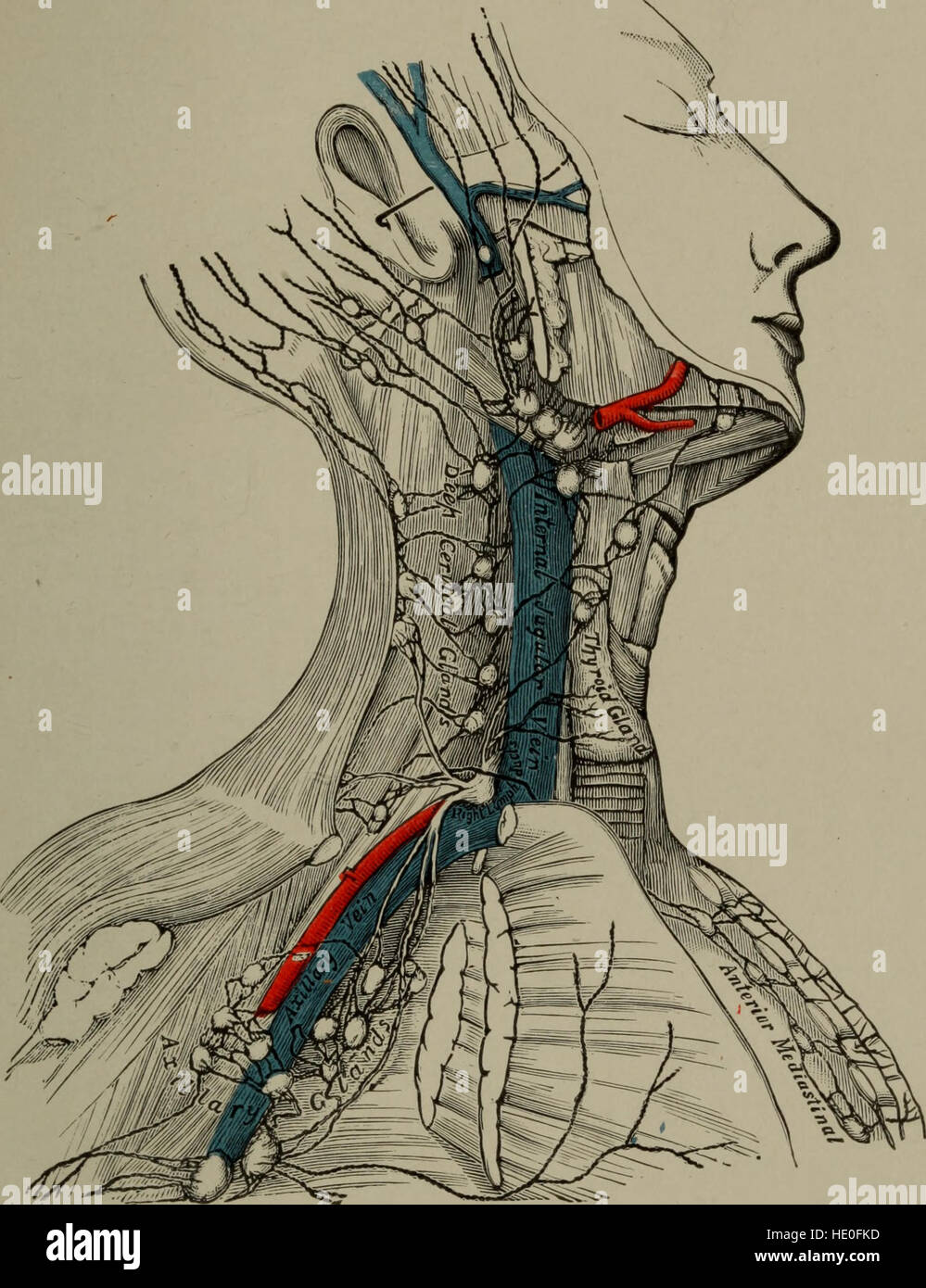 Publié en 1903, cet ouvrage traite de la théorie et de l'utilisation pratique de la stimulation vibratoire mécanique dans les traitements médicaux. Il explore comment cette technologie a été appliquée pour traiter diverses maladies et améliorer la santé des patients. Banque D'Images