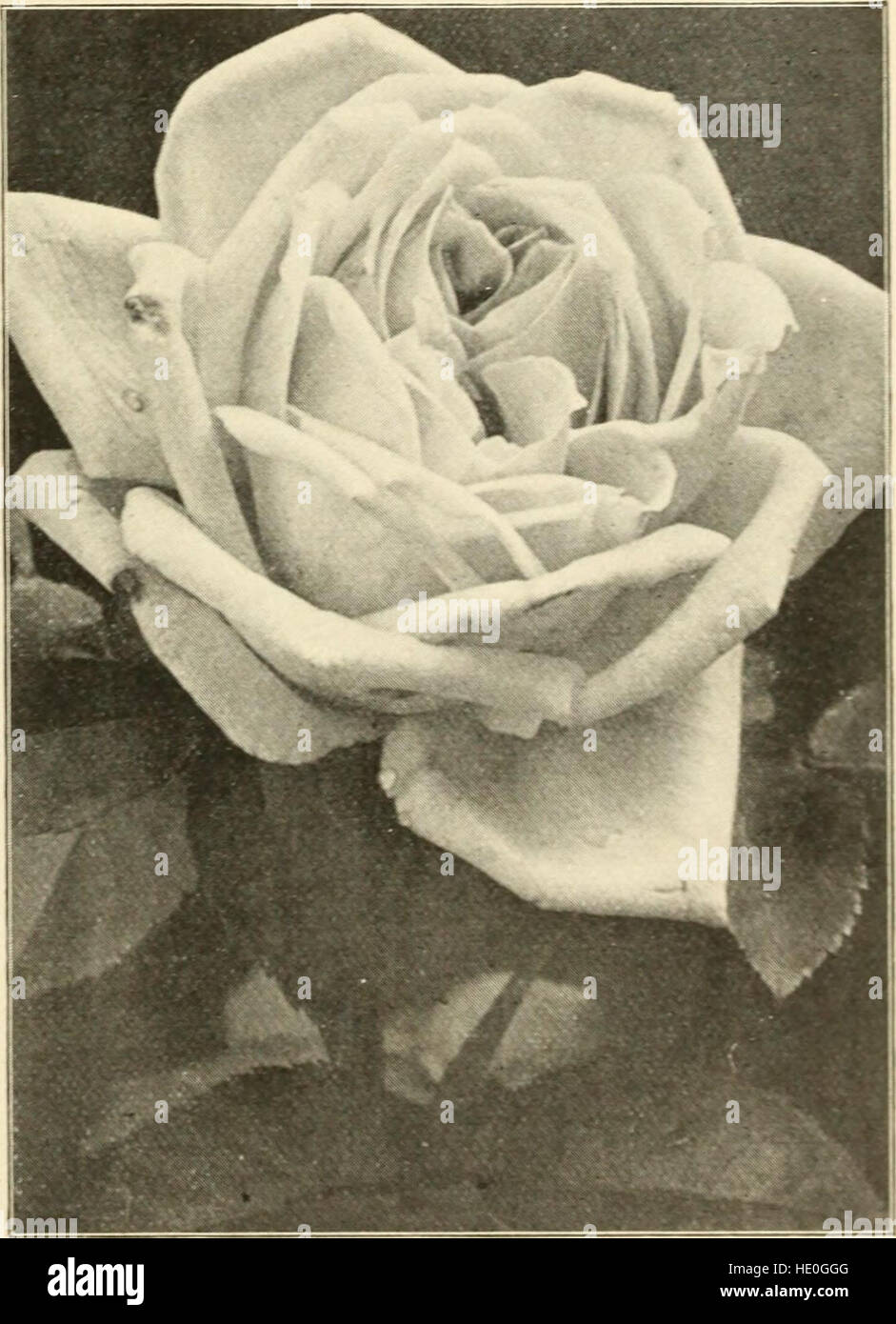 Nouveautés dans le secteur des fruits et des arbres d'ornement arbustes, roses, etc (1899) Banque D'Images