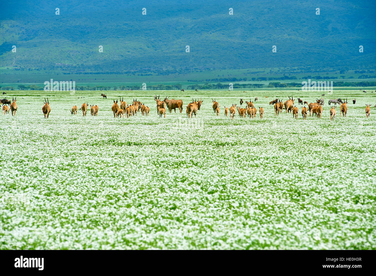 Les antilopes Eland traversant la plaine d'Olduvai près de Serengeti, recouvert d'herbe à fleurs blanches Banque D'Images