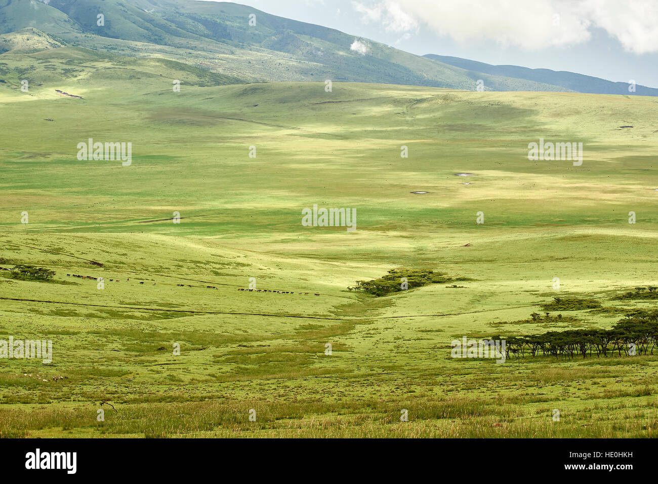 Cattles massaï sur leur façon de pâturages et source de l'eau Banque D'Images