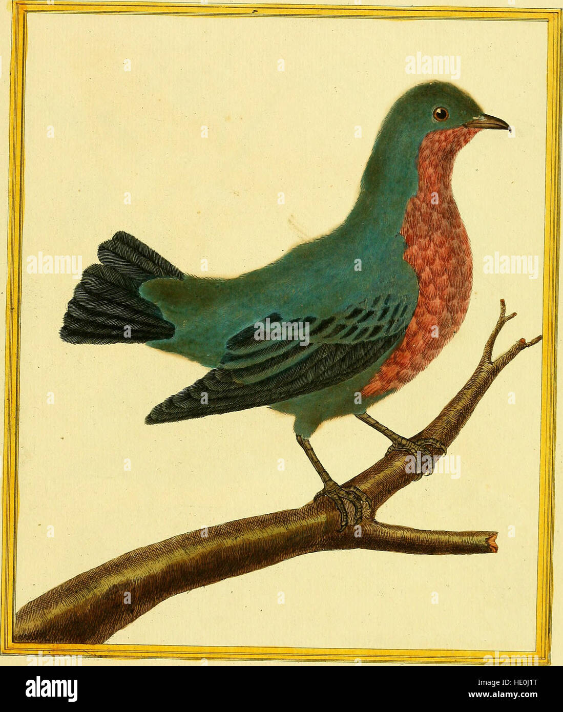 Cette œuvre de 1765, 'planches enluminées d'histoire naturelle', présente des plaques illuminées représentant divers aspects de l'histoire naturelle, offrant des connaissances scientifiques sur la flore, la faune et plus encore. Banque D'Images