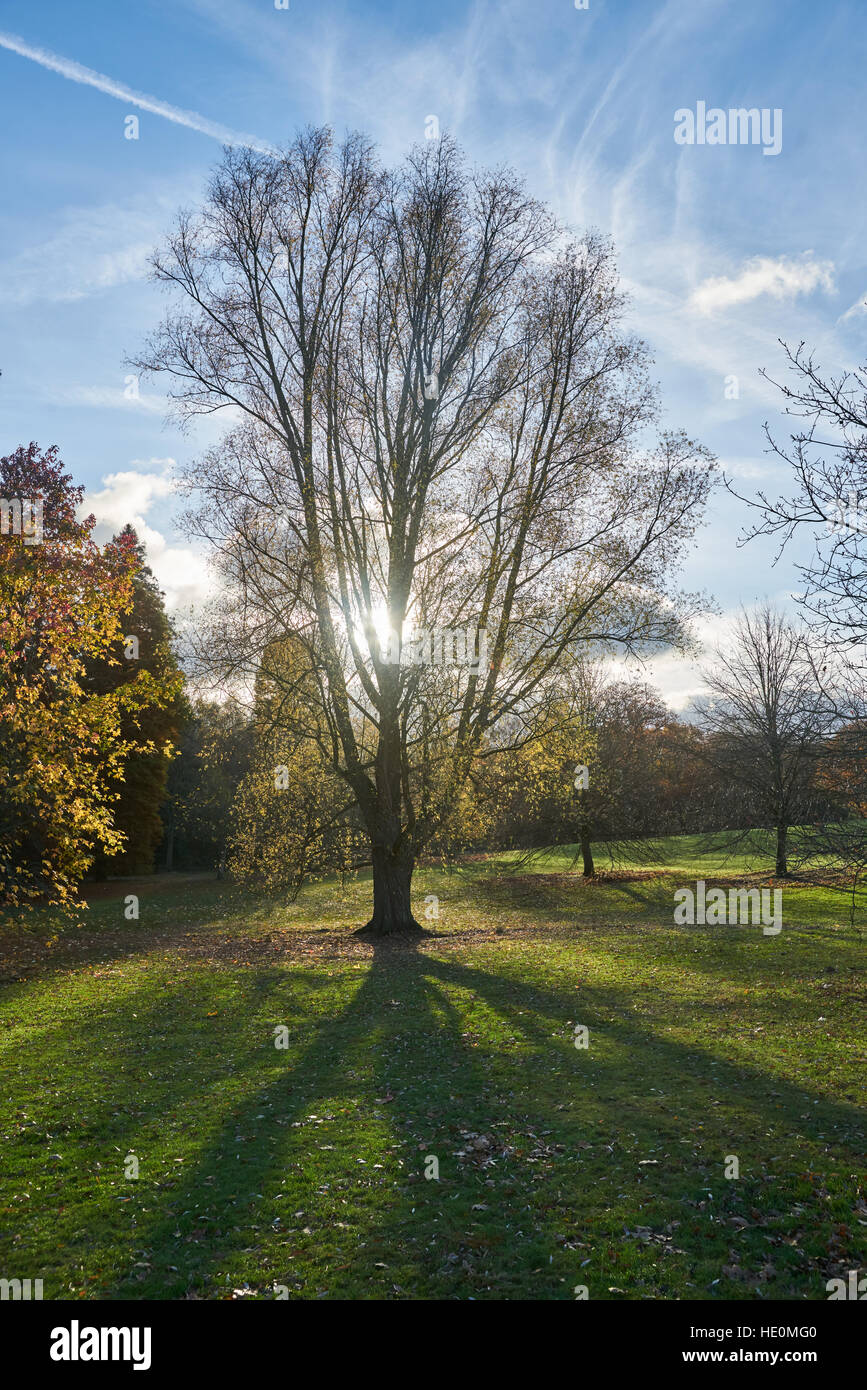 Arbre d'automne, le soleil brillant par arbre. arbre d'ombre. Banque D'Images