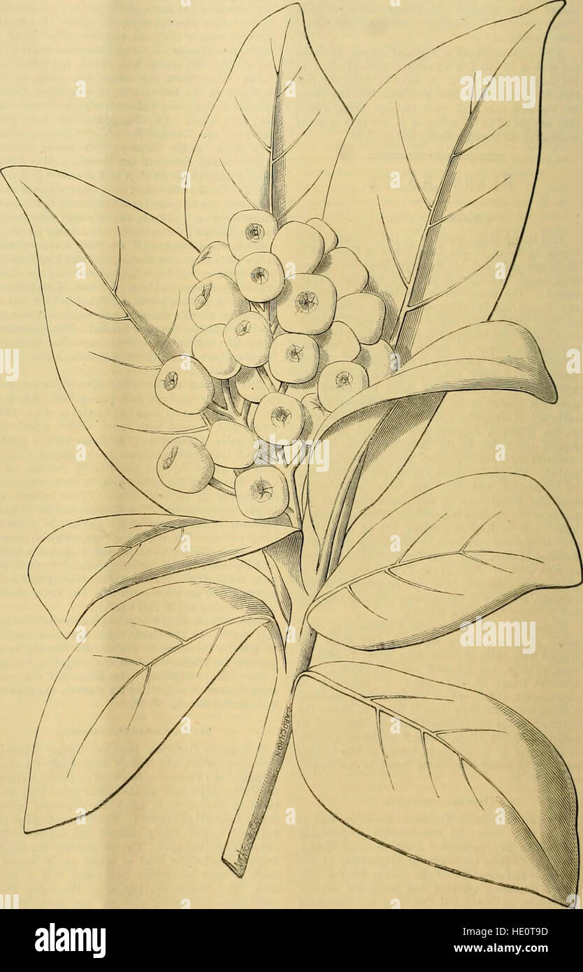 L'édition 1889 de The Gardener's Chronicle propose une revue hebdomadaire illustrée axée sur l'horticulture, les techniques de jardinage et des sujets connexes, offrant des conseils d'experts et des tendances dans le domaine. Banque D'Images