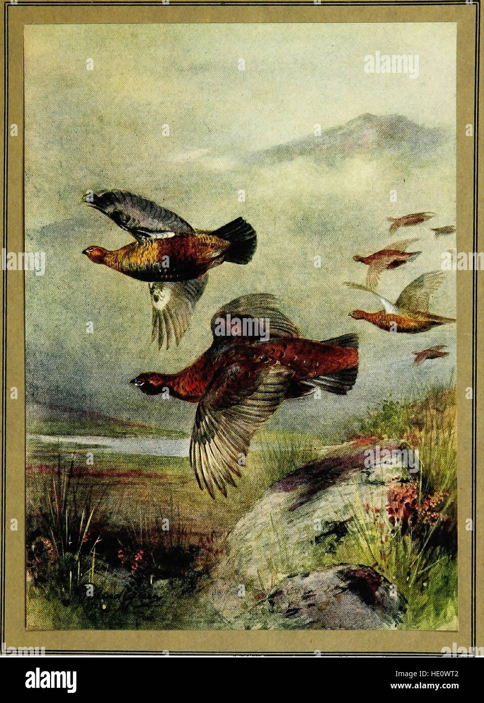 *Le British Bird Book* (1921) fournit un guide complet des espèces d'oiseaux trouvées en Grande-Bretagne, avec des descriptions détaillées, les habitudes et les habitats de divers oiseaux indigènes de la région. Banque D'Images