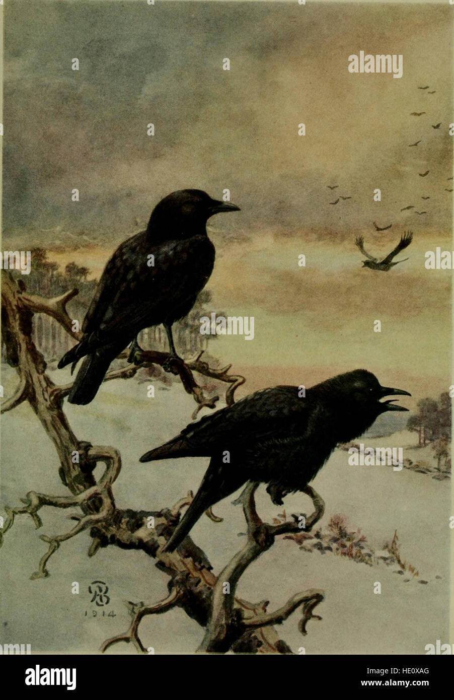 Bird Lore (1914) est une revue axée sur l'étude des oiseaux, offrant un aperçu de leur comportement, de leur mode de migration et de leurs efforts de conservation. Il comprend également des articles sur les techniques d'observation des oiseaux et l'importance de préserver les espèces aviaires. Banque D'Images