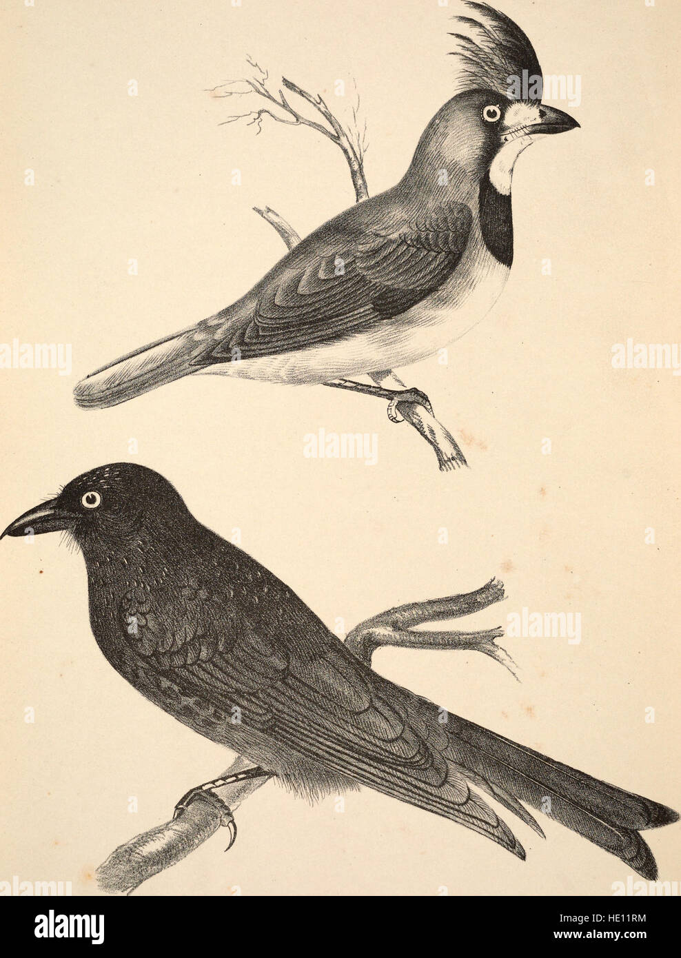 Compagnon à Gould's Handbook ; ou, Résumé des oiseaux de l'Australie. Contenant près d'un tiers de l'ensemble, soit environ 220 exemples, pour la plupart des dessins originaux (1877) Banque D'Images