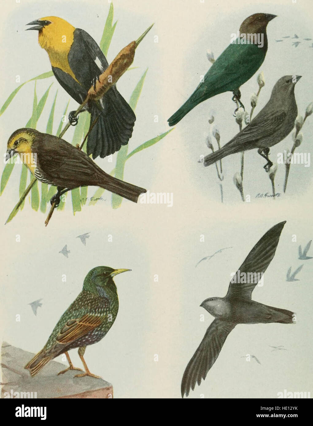 Ce guide de 1921 offre une identification et des renseignements sur les oiseaux communs trouvés dans les régions urbaines et rurales des États-Unis, ainsi que sur le gibier à plumes américain, en mettant l'accent sur l'observation et la conservation des oiseaux. Banque D'Images