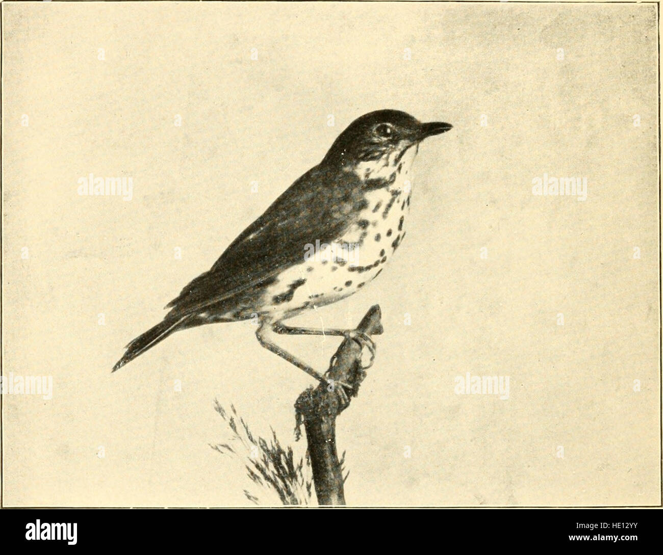 *The Birds of Maine* (1900) fournit un guide complet des espèces d’oiseaux du Maine, avec des descriptions détaillées de leurs caractéristiques, de leur répartition et de leur mode de migration. Le livre comprend une clé pour identifier les espèces et des notes sur leur abondance dans l'État. Banque D'Images