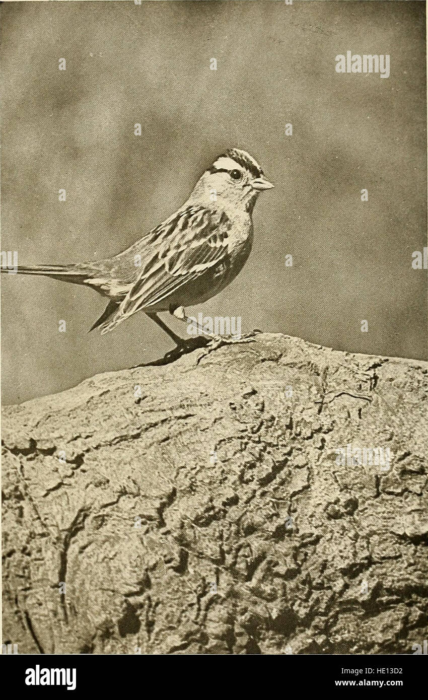 'The Birds of California' (1923) offre un aperçu scientifique complet des 580 espèces et sous-espèces d'oiseaux indigènes de Californie, combinant des observations sur le terrain avec des connaissances populaires et scientifiques. Banque D'Images