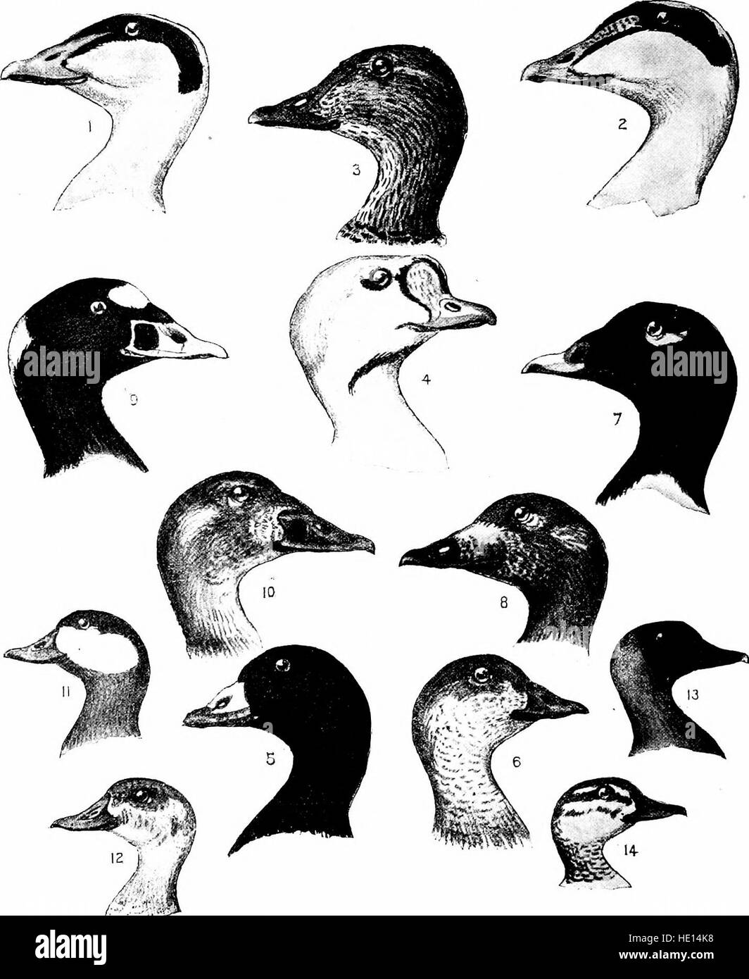 Cette publication de 1899 se concentre sur les espèces d’oiseaux présentes dans l’est de l’Amérique du Nord, en particulier celles qui se trouvent à l’est du dix-neuvième méridien, et fournit des descriptions détaillées de leurs habitudes et de leurs habitats. Banque D'Images