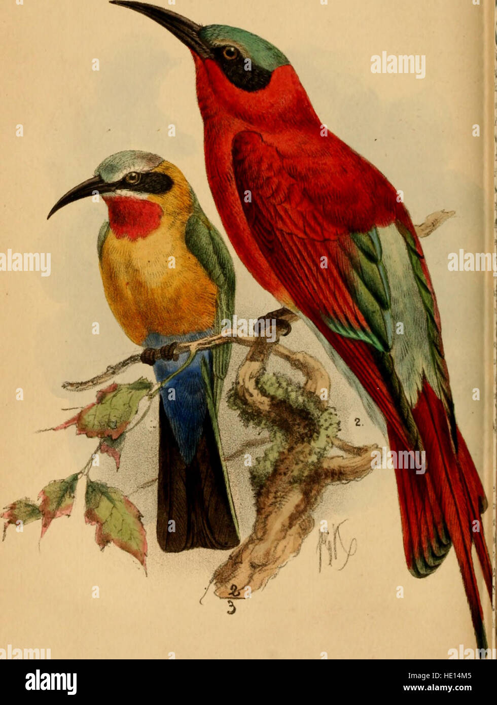 Les oiseaux de l'Afrique du Sud (1875) Banque D'Images