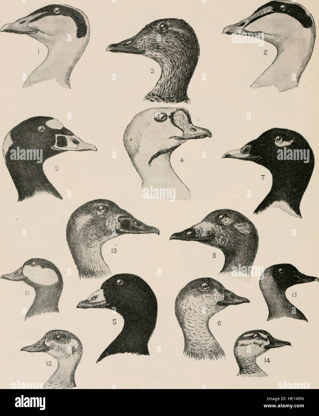 Les oiseaux de l'Est de l'Amérique du Nord - connu pour se produire à l'est de la quatre-vingt-dixième méridien (1899) Banque D'Images