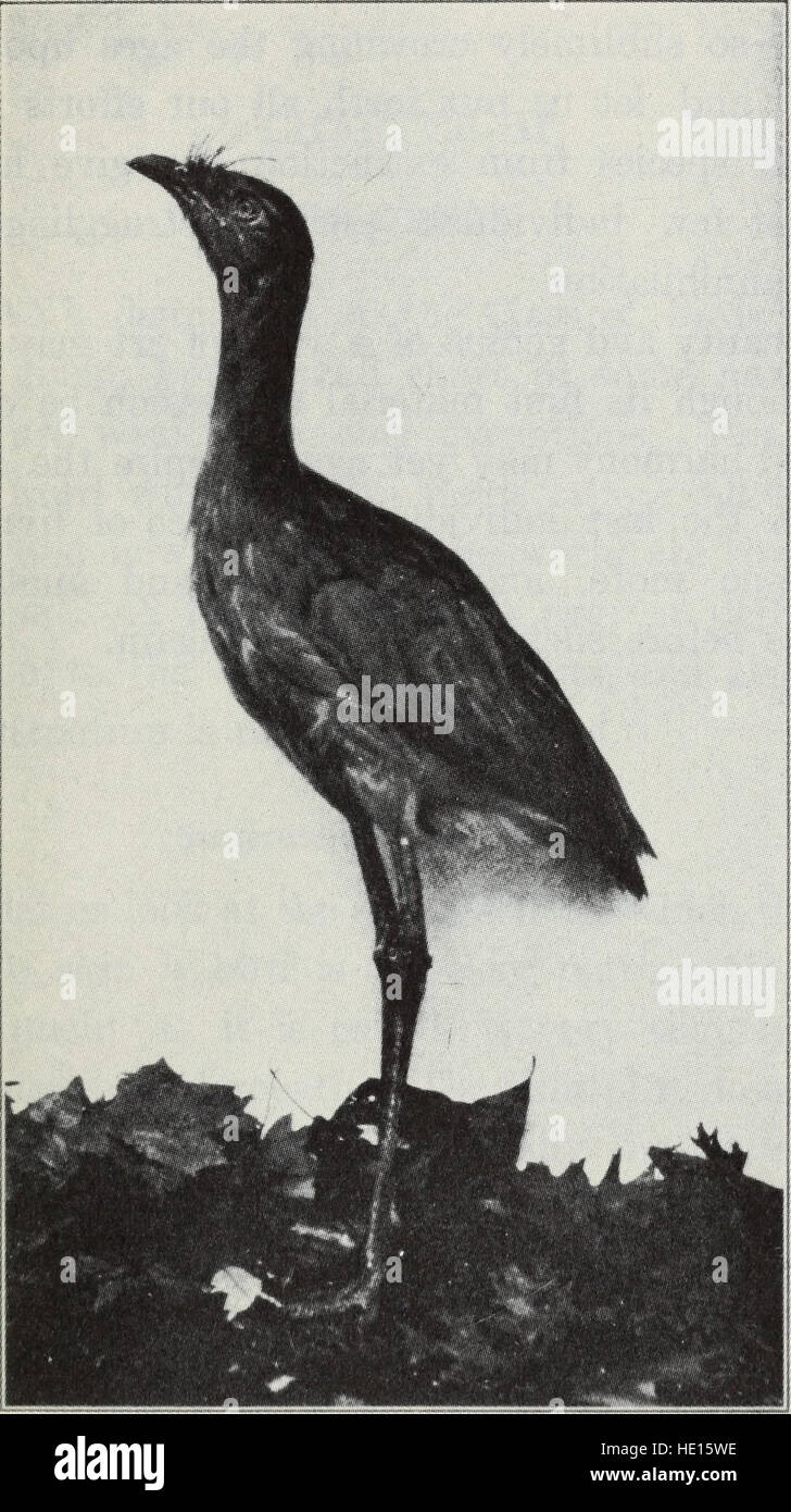 L'oiseau, sa forme et sa fonction (1906) Banque D'Images