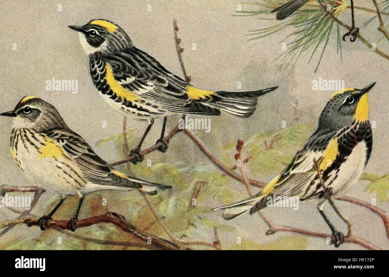 Ce guide de 1925 fournit un compte rendu complet des espèces d'oiseaux trouvées dans le Massachusetts et dans d'autres états de la Nouvelle-Angleterre, détaillant leurs habitats, leurs comportements et leurs caractéristiques d'identification clés. Banque D'Images