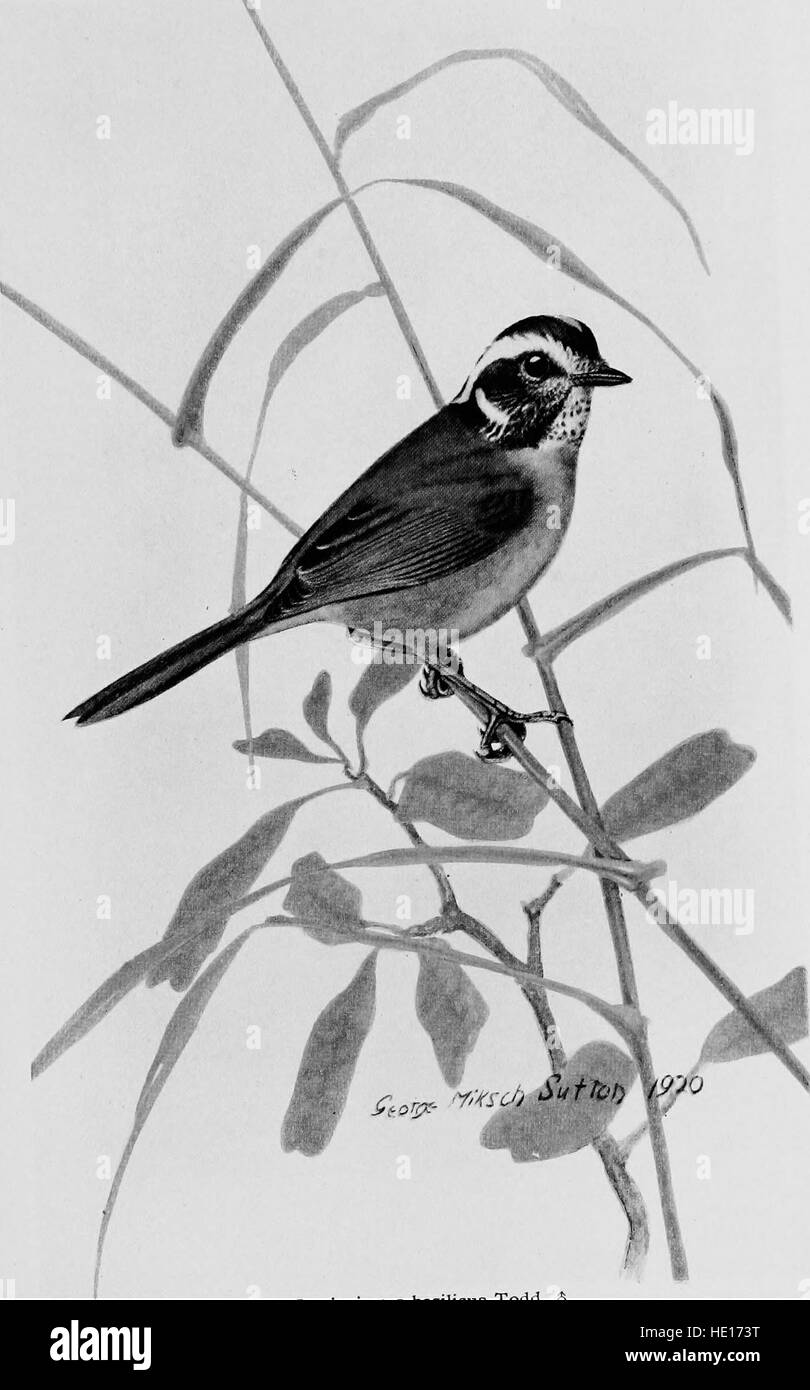 Cette étude de 1922 se concentre sur les espèces d’oiseaux de la région de Santa Marta en Colombie, en examinant leur répartition à différentes altitudes. Le travail fournit des informations précieuses sur la biodiversité aviaire et les modèles écologiques dans la région. Banque D'Images