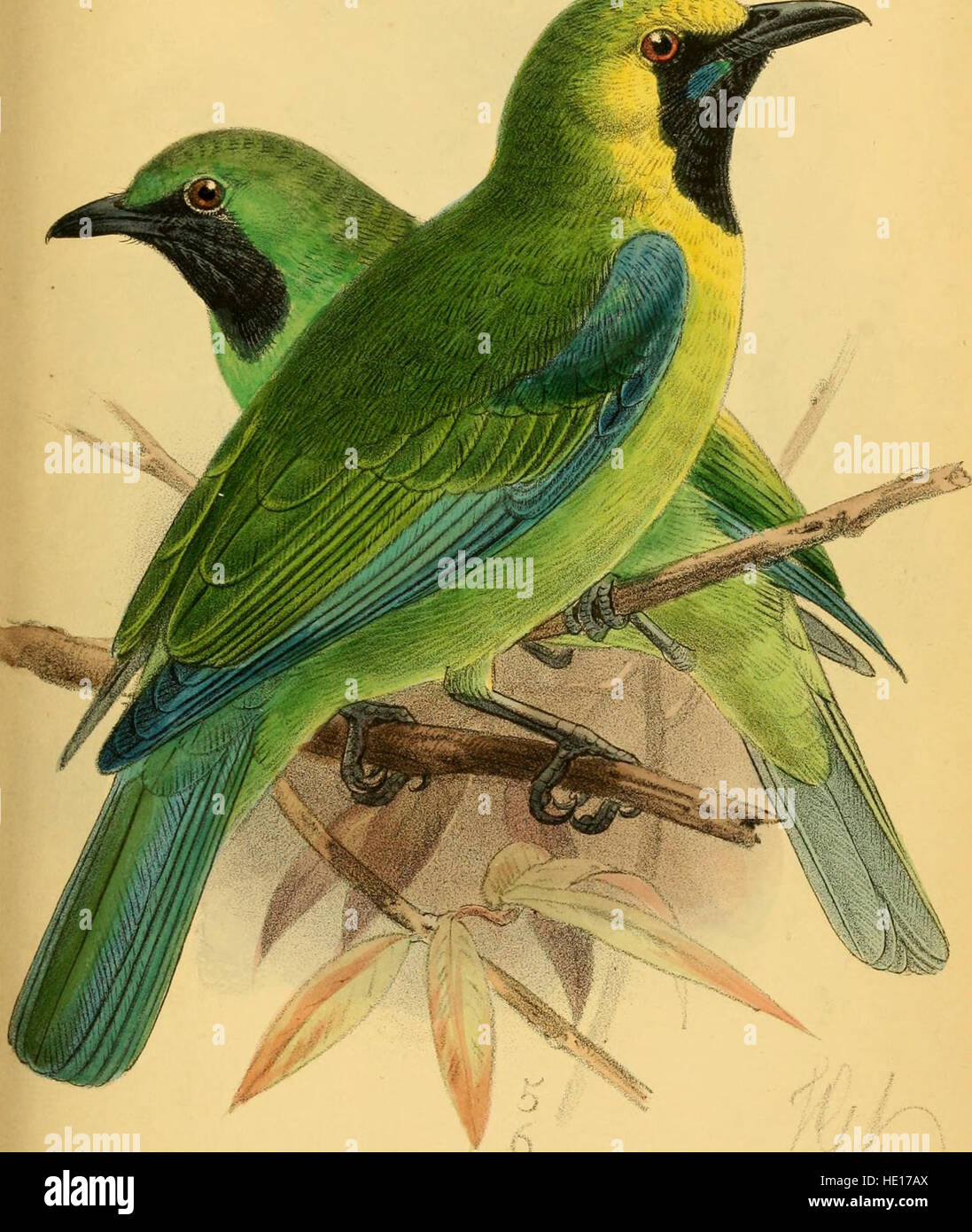 L'Ibis (1889) de l'artiste John Gould représente l'oiseau caractéristique originaire du sous-continent indien. L'illustration est réputée pour ses détails fins et sa représentation précise des caractéristiques uniques de l'oiseau, capturant son long bec courbé et son plumage distinctif. Banque D'Images