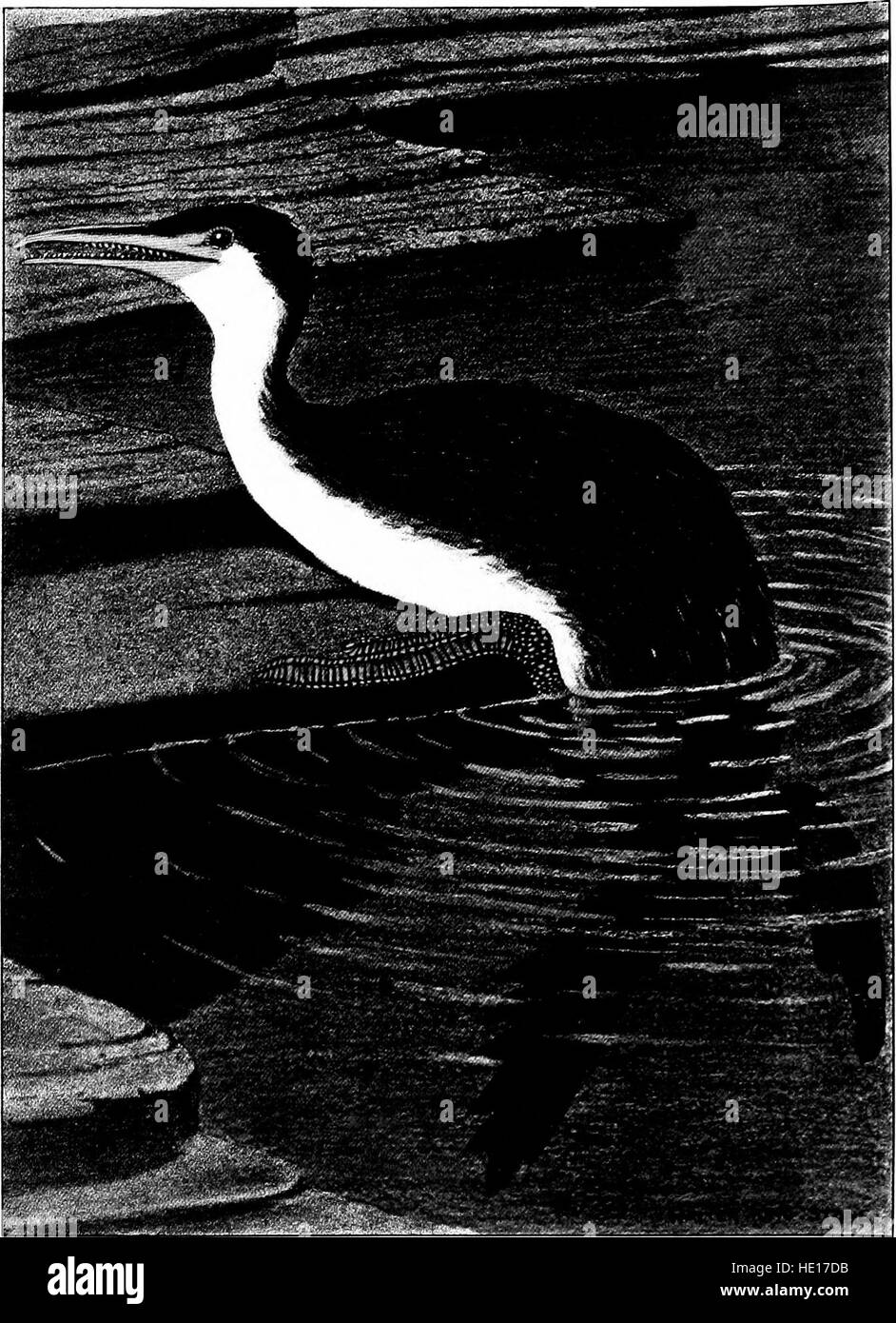 'L'oiseau, sa forme et sa fonction' (1906) est une étude scientifique et artistique de l'anatomie aviaire, mettant en évidence la structure détaillée et les aspects fonctionnels des oiseaux dans l'histoire naturelle. Banque D'Images