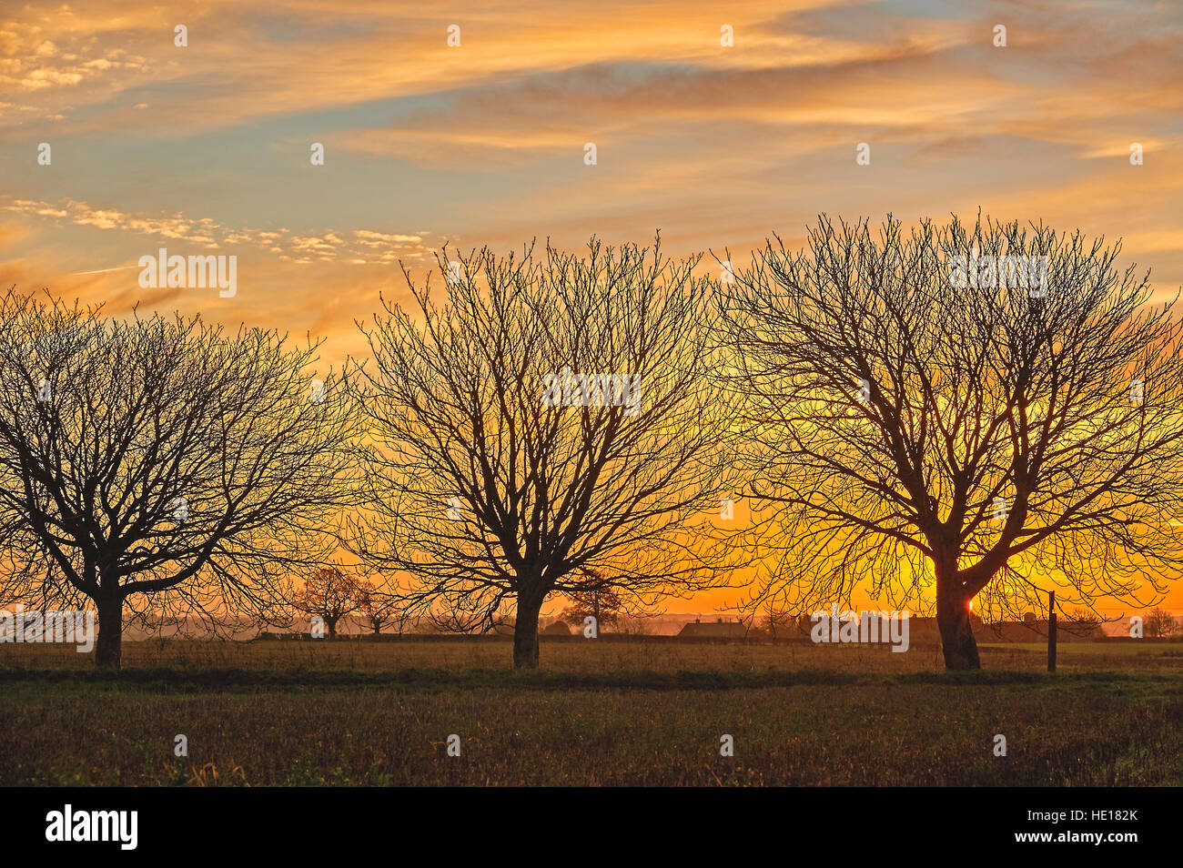 Lever du soleil et des silhouettes de Marronnier d'arbres dans un paysage d'hiver Banque D'Images