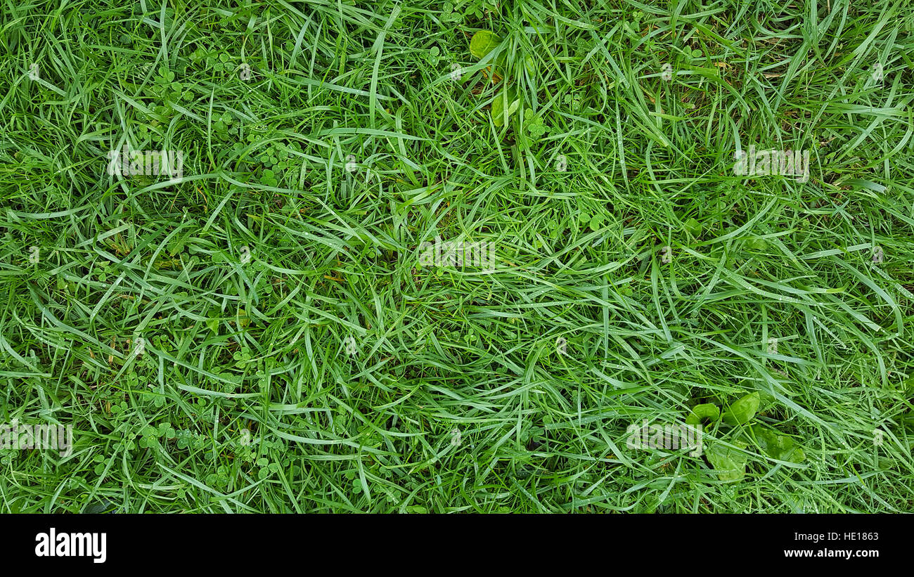Les gouttelettes d'eau sur l'herbe mouillée et le trèfle Banque D'Images