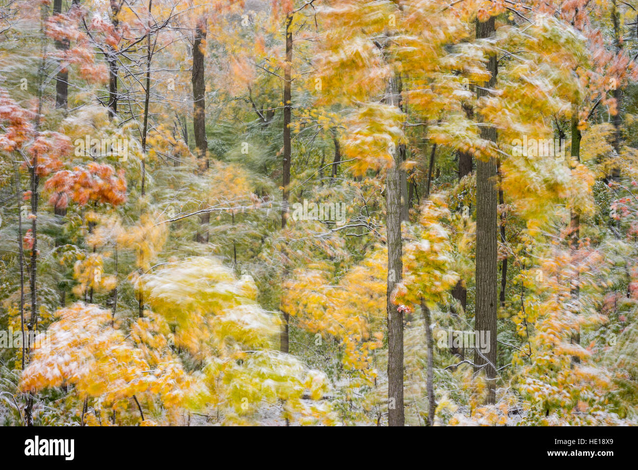 Flou créatif dans une forêt avec des feuilles en couleurs d'automne couverte de neige Banque D'Images