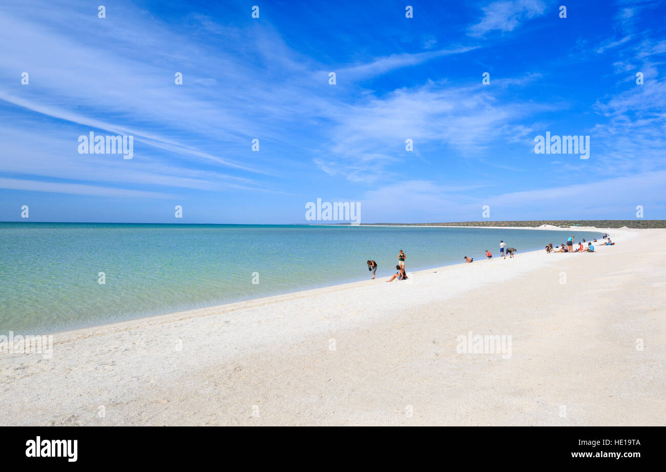 Shell Beach -formée à partir des milliards de coquilles de mollusques- dans la baie Shark, Australie occidentale Banque D'Images