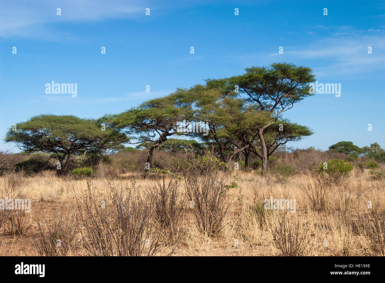 Acacia arbres et arbustes dans la vallée Yaeda, région de Manyara, Tanzanie Banque D'Images