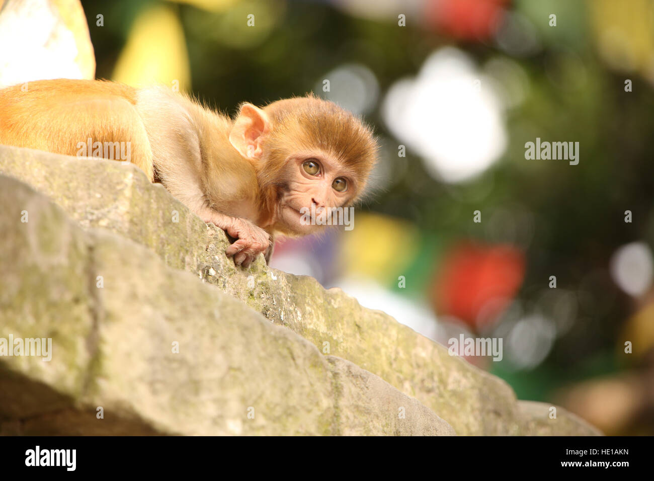 Monkey peeks sur le bord à l'Monkey Temple, Temple de Swayambhu Nath, Katmandou, Népal. Banque D'Images