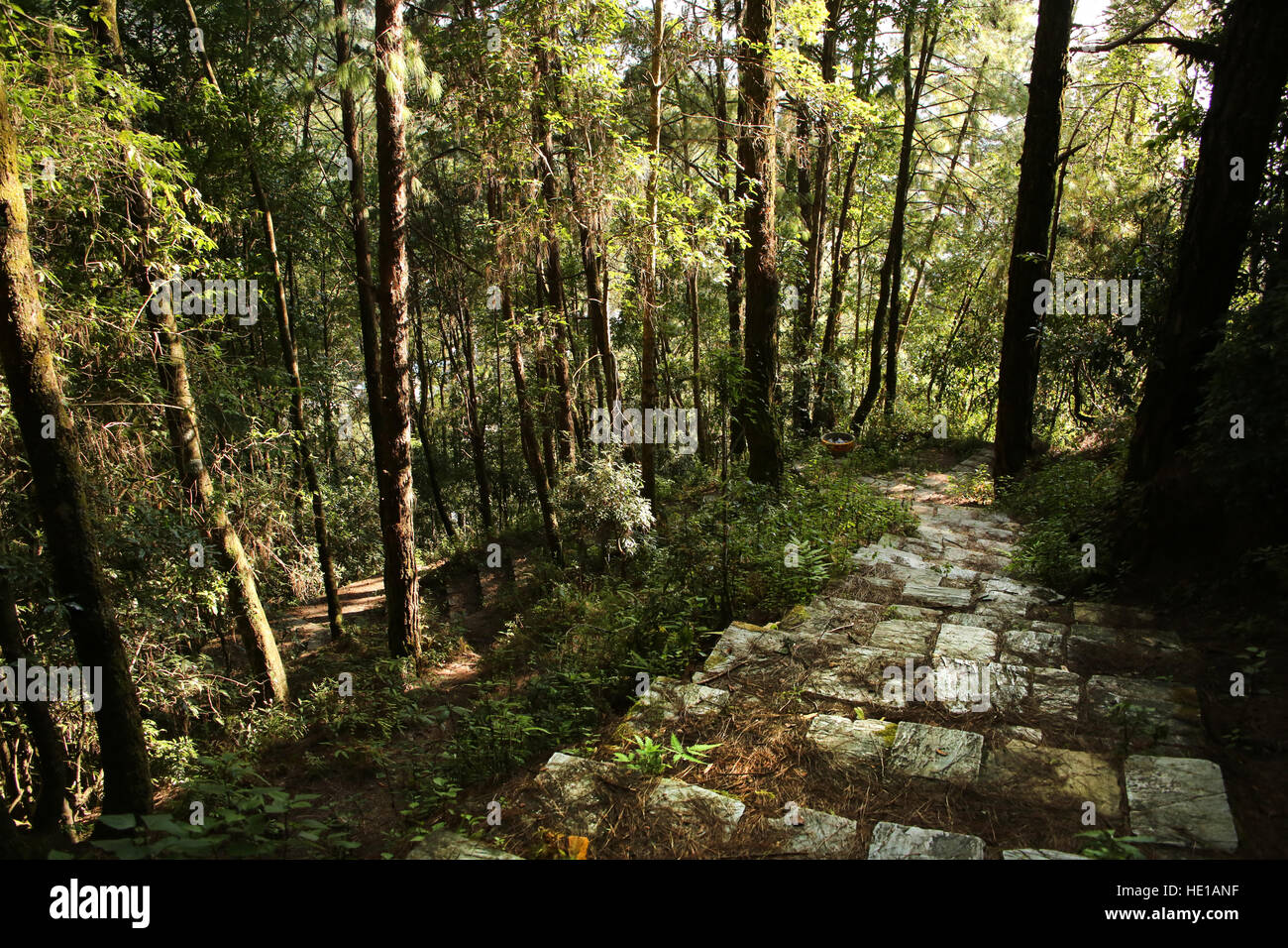 Chemin ou sentier menant dans la forêt ou la jungle, le parc national de Shivapuri Nagarjun, Katmandou, Népal. Banque D'Images