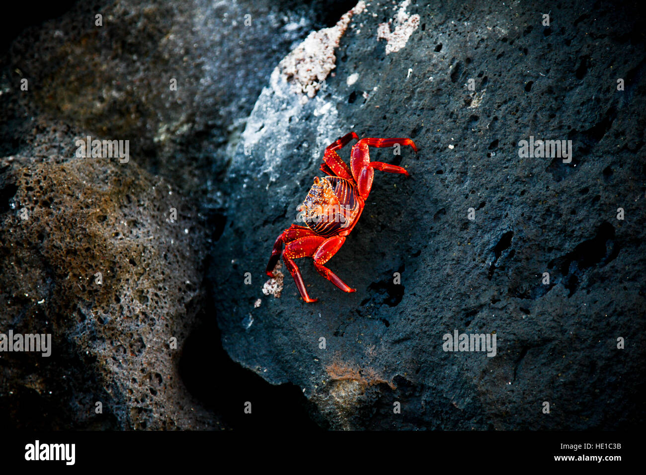 Sally Light Crabe pied Banque D'Images