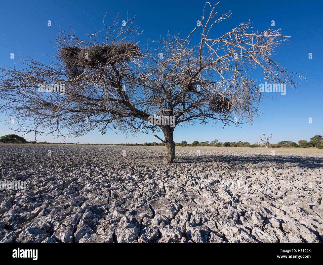 Arbre flétri, Makgadikgadi Pan, Botswana Banque D'Images