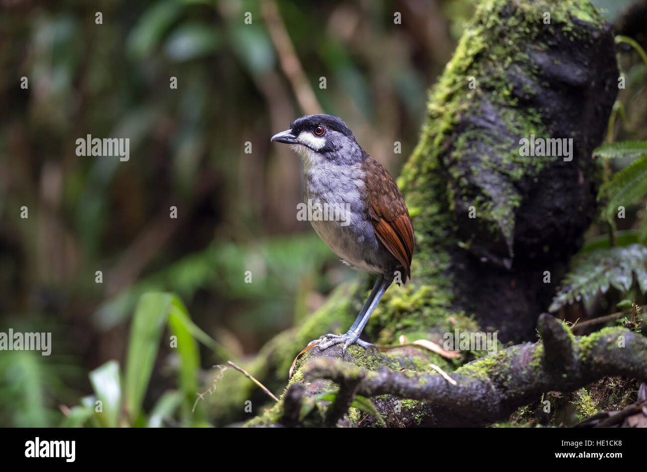 La grallaire jocotoco (Grallaria ridgelyi), oiseau rare, Tapichalaca réserve naturelle, l'est des contreforts des Andes, en Equateur Banque D'Images