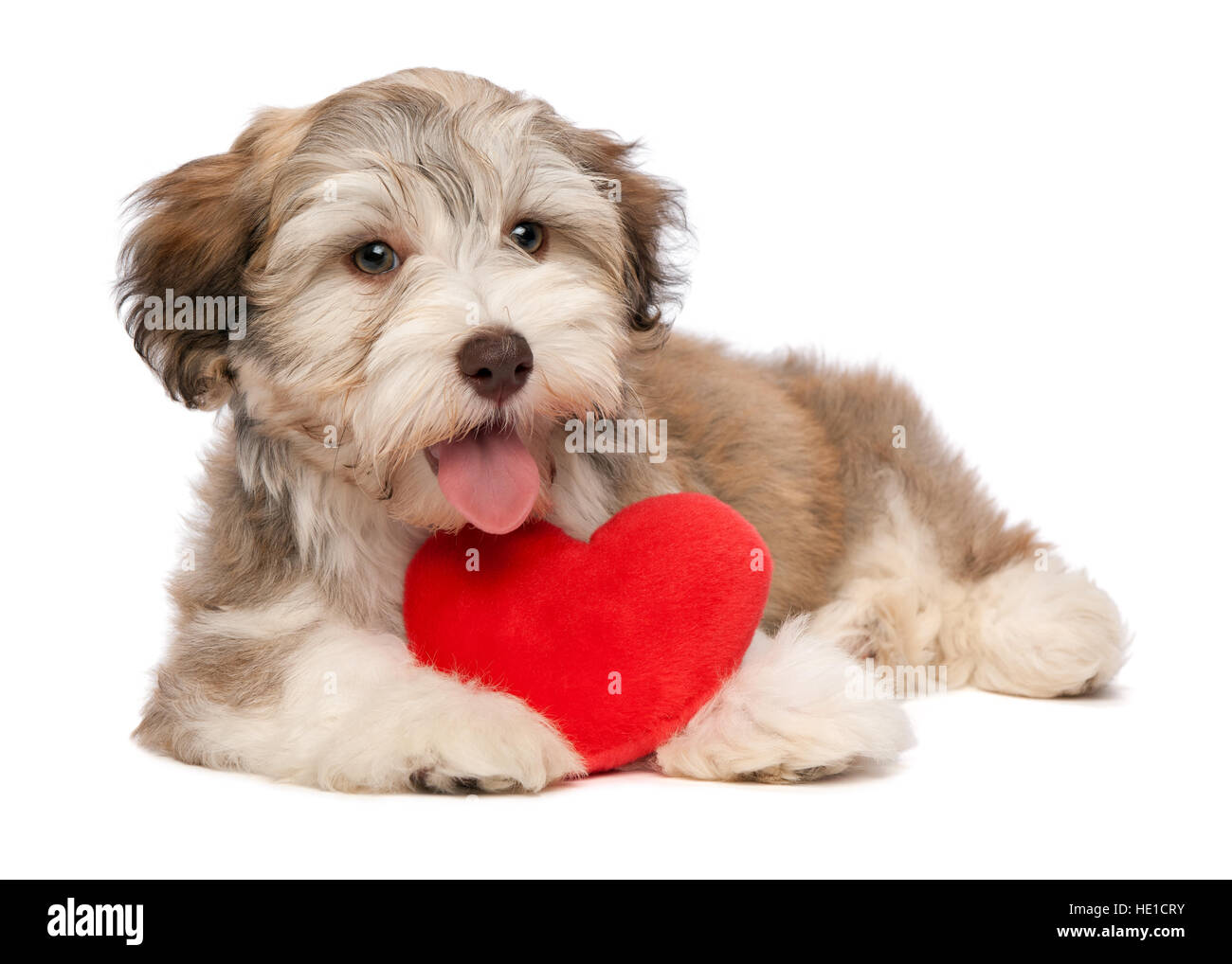 Chocolat amoureux valentine havanese puppy dog avec un cœur rouge Banque D'Images