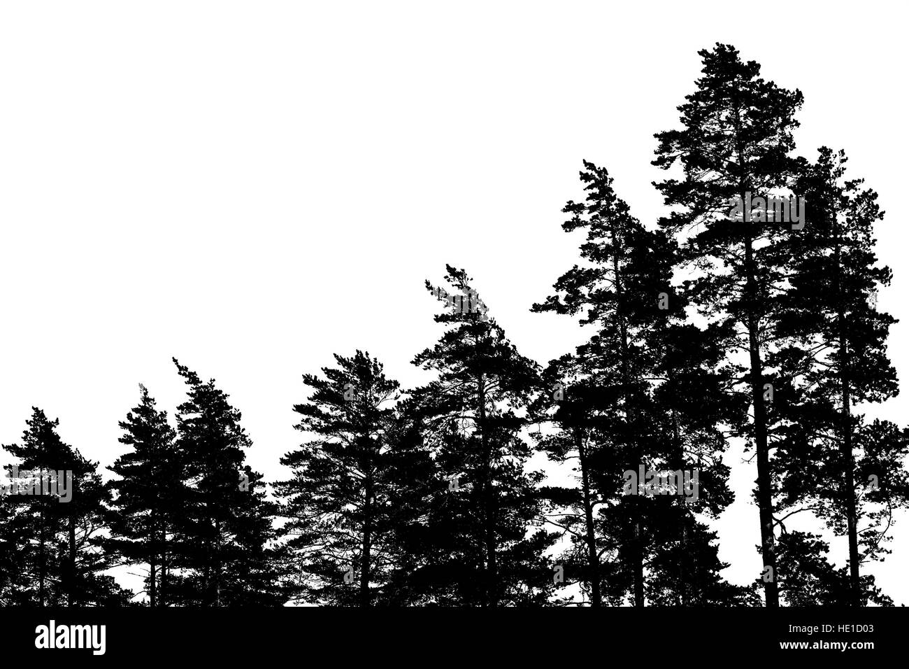 Silhouettes d'arbres de pin noir isolé sur fond blanc, forêt Banque D'Images