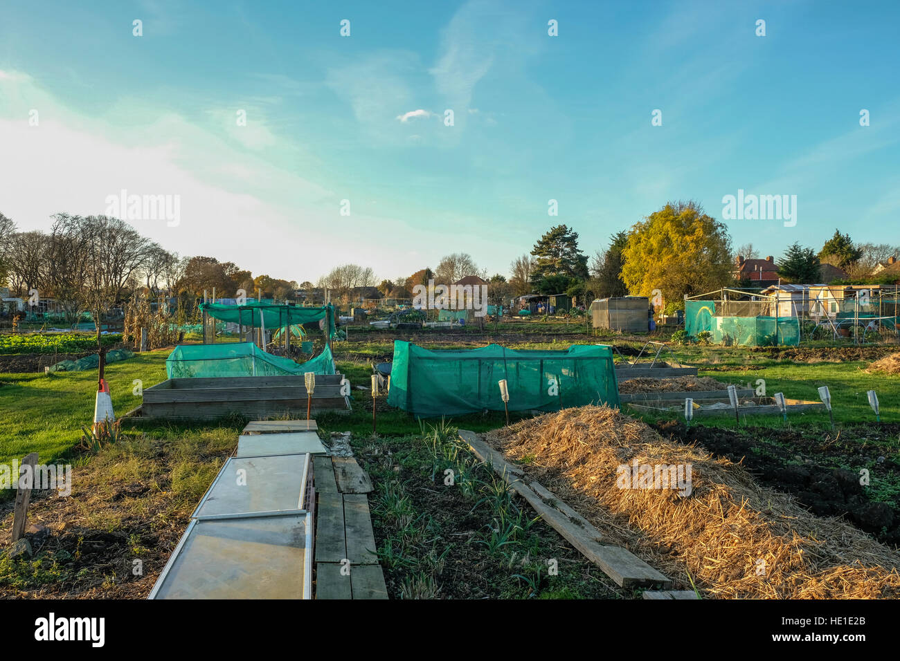 Allocations sont de petites parcelles de terre que vous louez et cultiver vous-même. Vous louez l'espace et ensuite cultiver vos propres légumes. Banque D'Images