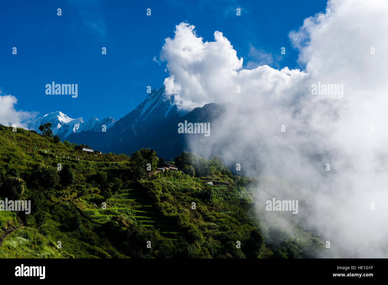 Paysage agricole avec terrasse verdoyante rizières et maisons d'agriculteurs dans la vallée de la modi Khola, le sommet de la montagne Machapuchare cachés dans Banque D'Images