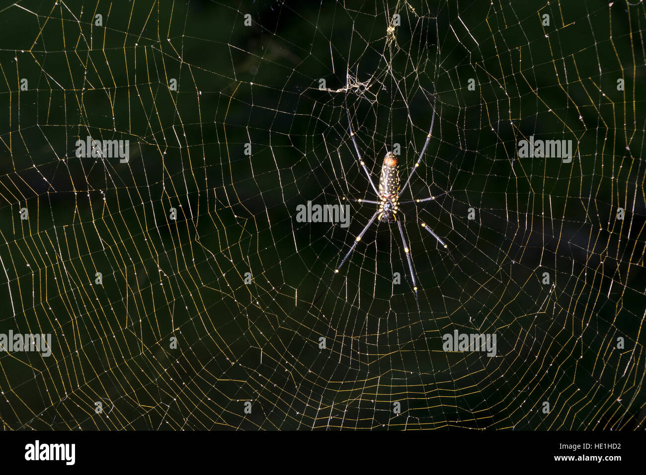 Un golden silk-orb weavers (nephila), une grosse araignée, accrochant dans son spider web Banque D'Images