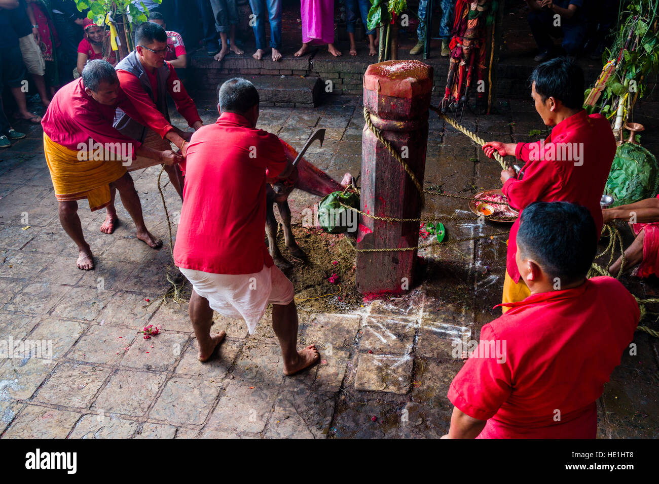 Un prêtre se prépare à sacrifier un buffle avec une grosse épée pour les dieux au temple, à l'gorakhnath festival hindouiste darsain Banque D'Images