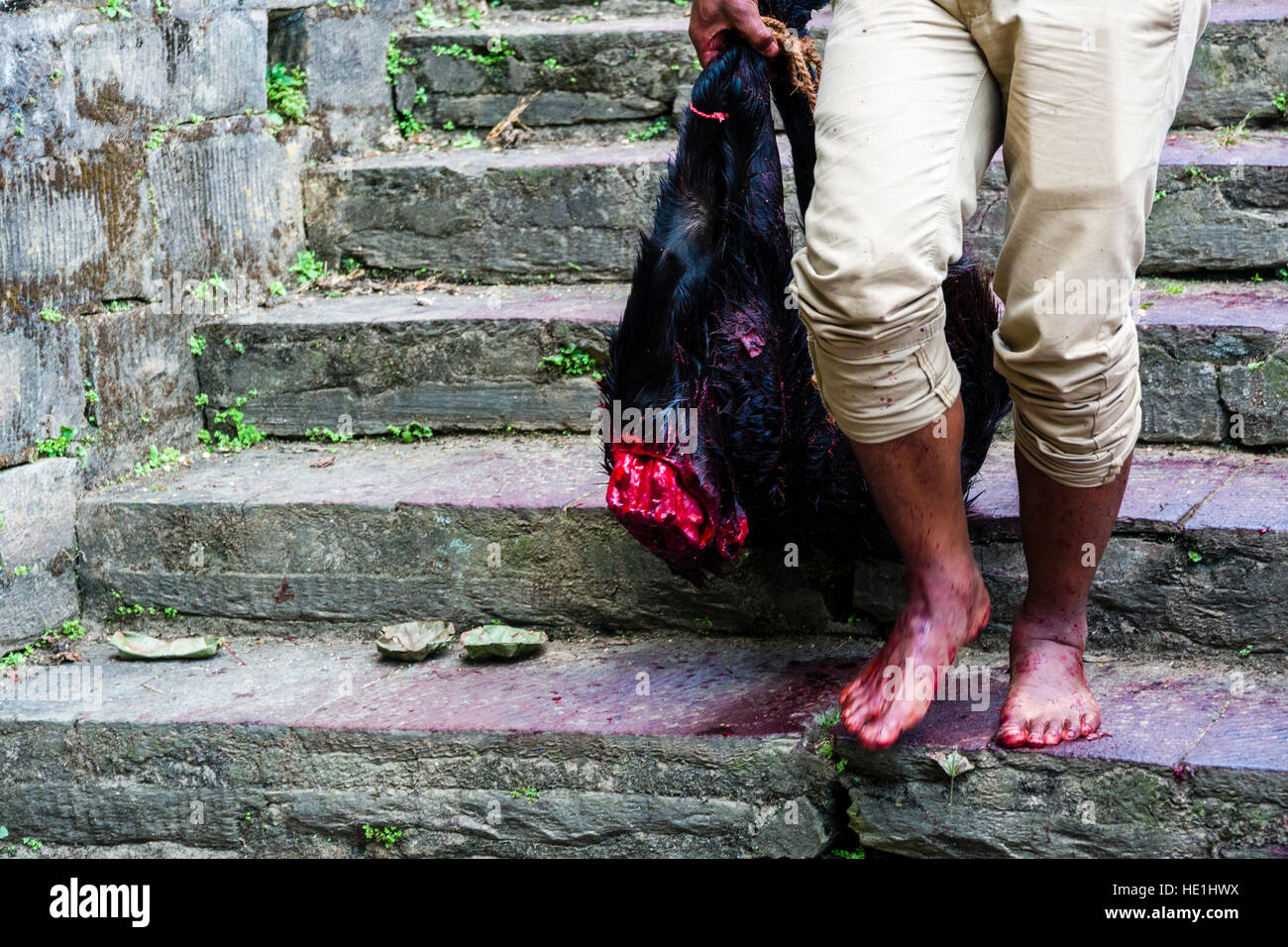 Un des hommes est l'exécution vers le bas le corps des morts, chèvre sacrifiée aux dieux au temple, à l'gorakhnath festival hindouiste darsain Banque D'Images