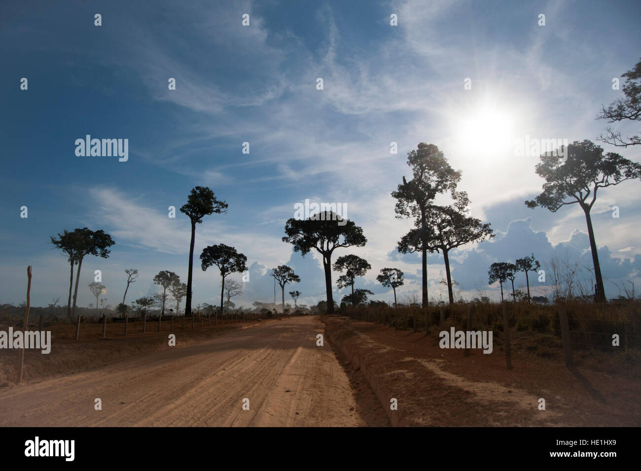 Activité forestière intense et non réglementée dans la forêt amazonienne brésilienne près de la ville de Nova Bandeirantes, Mato Grosso, Brésil. Banque D'Images