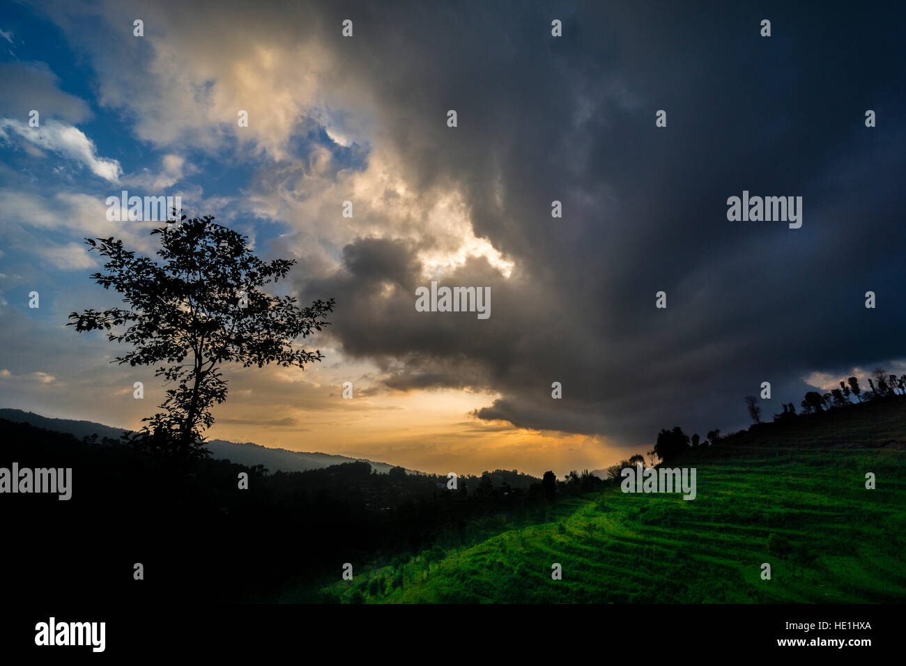 Au coucher du soleil avec les rizières en terrasse, d'un arbre et d'un sombre nuage d'orage Banque D'Images Au coucher du soleil avec les rizières en terrasse, d'un arbre et d'un sombre nuage d'orage Banque D'Images
