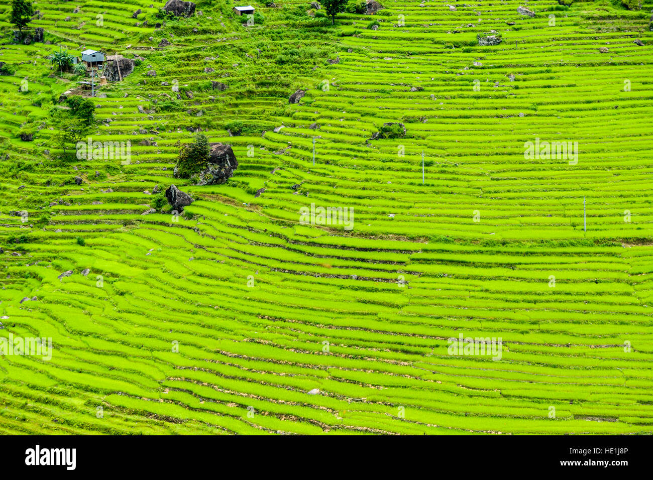 Paysage agricole avec des champs de riz en terrasse verte upper marsyangdi valley Banque D'Images