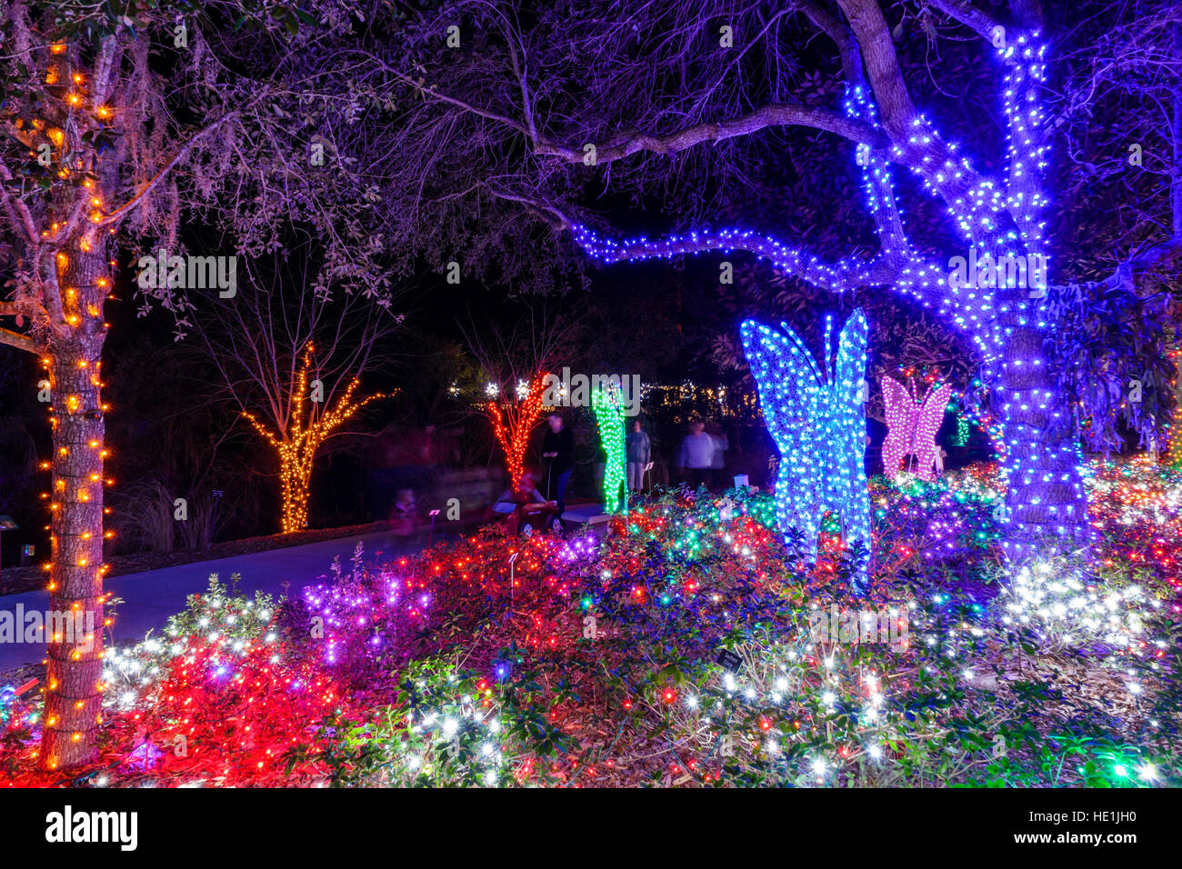 Floride Saint-Pétersbourg,Largo,Florida Botanical Gardens,Holiday Lights,hiver,Noël,nuit de vente d'exposition,FL161129135 Banque D'Images